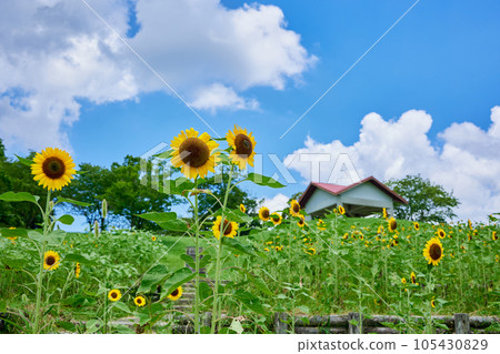 Kagoshima City Agricultural Center Sunflower Field Kagoshima City Agricultural Center Sunflower Field 105430829