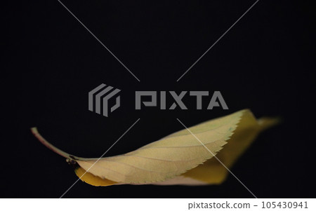 Autumn cherry leaves are beautiful in color and shape Autumn cherry leaves are beautiful in color and shape 105430941