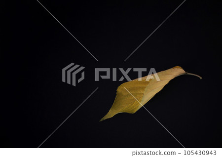 Autumn cherry leaves are beautiful in color and shape Autumn cherry leaves are beautiful in color and shape 105430943