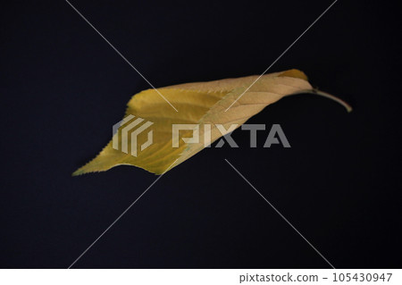 Autumn cherry leaves are beautiful in color and shape Autumn cherry leaves are beautiful in color and shape 105430947