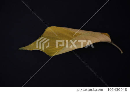 Autumn cherry leaves are beautiful in color and shape Autumn cherry leaves are beautiful in color and shape 105430948