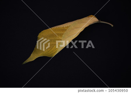 Autumn cherry leaves are beautiful in color and shape 105430950