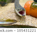 鰻魚打哈欠 105431221