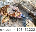 蝎子魚 105431222