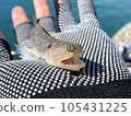 Lizardfish 105431225