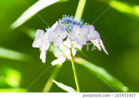 Kurohime Hydrangea Kurohime Hydrangea 105431937