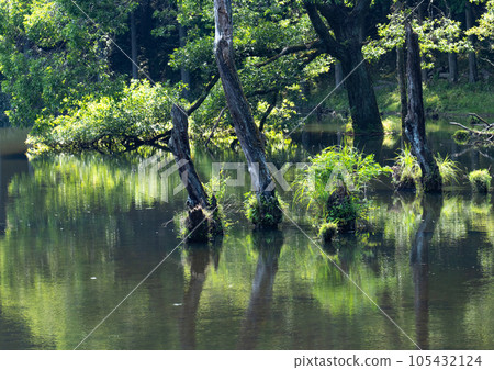 Mountain stream scenery around Keimei Falls at the headwaters of the Oto River Mountain stream scenery around Keimei Falls at the headwaters of the Oto River 105432124