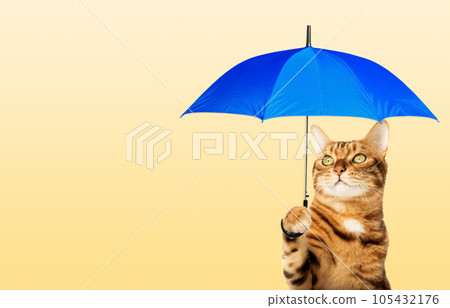 Red Bengal cat with a colorful umbrella on a yellow background. Red Bengal cat with a colorful umbrella on a yellow background. 105432176