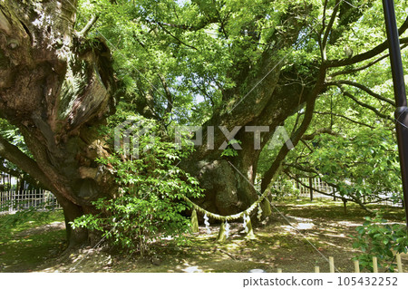 Hamamatsu City, Shizuoka Prefecture Hamamatsu Hachimangu Kumodate no Kusunoki Hamamatsu City, Shizuoka Prefecture Hamamatsu Hachimangu Kumodate no Kusunoki 105432252