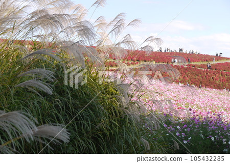 日立海濱公園的御晴山上,鮮紅色的地膚樹和波斯菊盛開。 日立海濱公園的御晴山上,鮮紅色的地膚樹和波斯菊盛開。 105432285