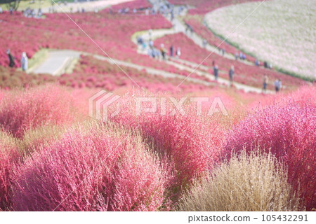 Bright red kochia and cosmos bloom on Miharashi Hill in Hitachi Seaside Park. Bright red kochia and cosmos bloom on Miharashi Hill in Hitachi Seaside Park. 105432291