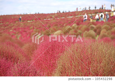 日立海濱公園的御晴山上,鮮紅色的地膚樹和波斯菊盛開。 日立海濱公園的御晴山上,鮮紅色的地膚樹和波斯菊盛開。 105432298