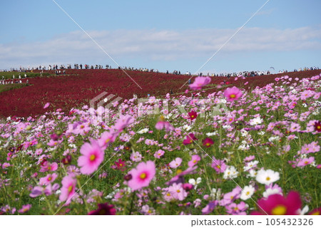 Bright red kochia and cosmos bloom on Miharashi Hill in Hitachi Seaside Park. Bright red kochia and cosmos bloom on Miharashi Hill in Hitachi Seaside Park. 105432326