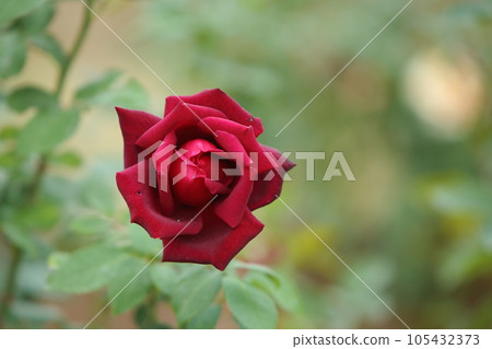 Arao City Ominous Citizen Flower Bed Rose Flower, 105432373