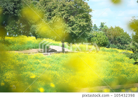 漫步在黃色的油菜花間 漫步在黃色的油菜花間 105432398