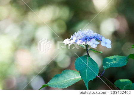Yamah hydrangea 105432463