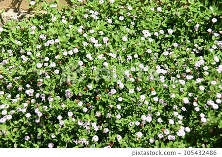 白色花地被植物 105432486