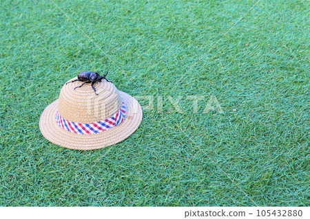 A male beetle on a pet straw hat on artificial grass 105432880
