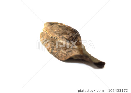 The beauty of dead leaves left by nature The beauty of dead leaves left by nature 105433172