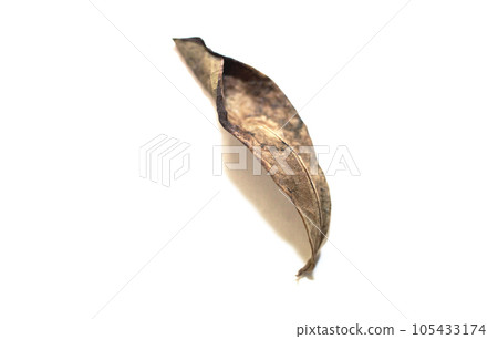 The beauty of dead leaves left by nature The beauty of dead leaves left by nature 105433174