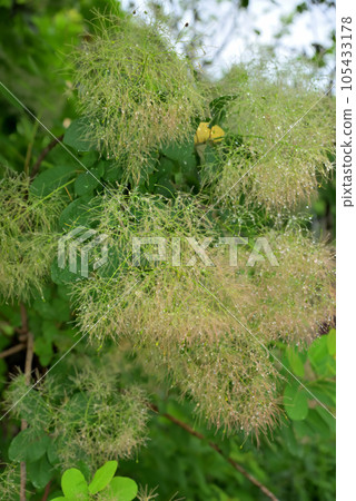 Smoke tree Smoke tree 105433178
