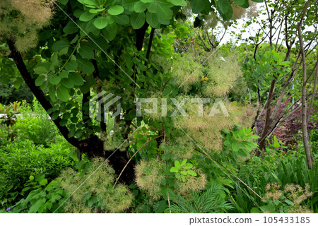 Smoke tree Smoke tree 105433185