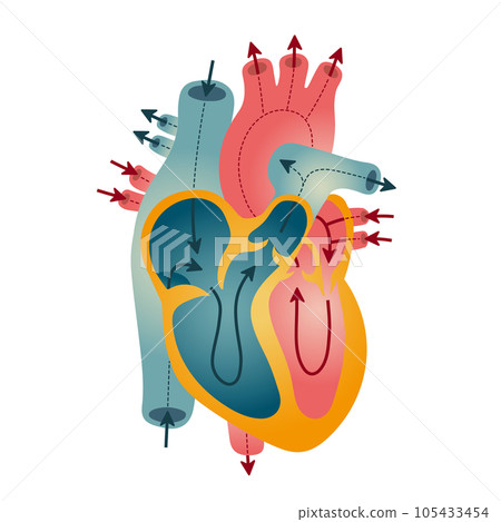 心臟功能和流量圖示 105433454