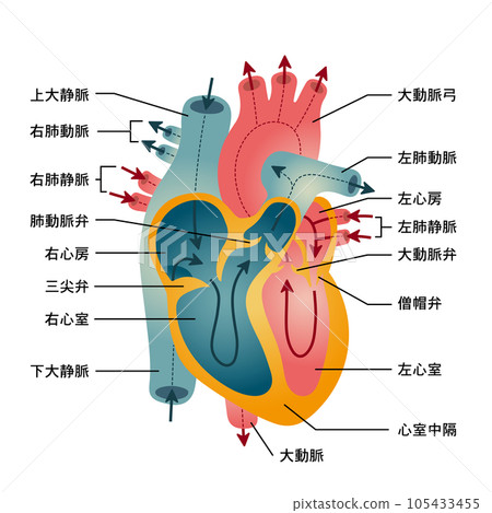 心臟功能和血流圖解2 心臟功能和血流圖解2 105433455