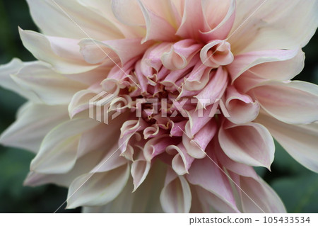 Dahlia flowers with attractive various flower shapes - Eleven Dahlia flowers with attractive various flower shapes - Eleven 105433534