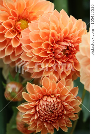 Gorgeous dahlia flowers with vivid color - Hachi 105433536