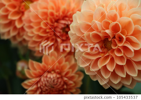 Gorgeous dahlia flowers with clear color - 20 Gorgeous dahlia flowers with clear color - 20 105433537