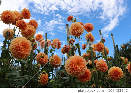 Gorgeous dahlia flowers with vivid color - 14 105433542