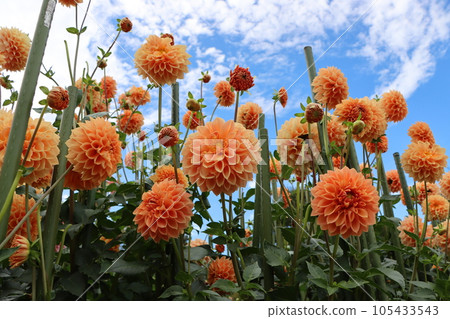 Gorgeous dahlia flowers with vivid colors - thirteen 105433543