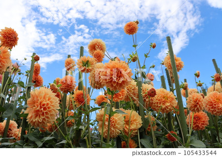 Bright and gorgeous dahlia flowers - twelve Bright and gorgeous dahlia flowers - twelve 105433544