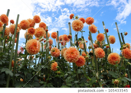 色彩鮮豔的華麗大麗花 — 十一 色彩鮮豔的華麗大麗花 — 十一 105433545