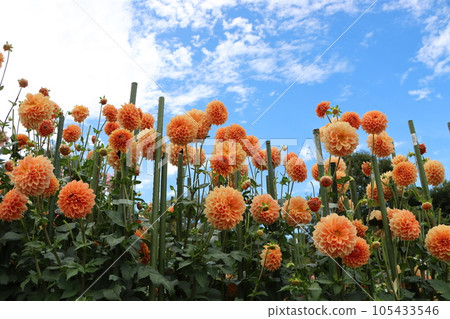 華麗的大麗花,花色清晰 華麗的大麗花,花色清晰 105433546