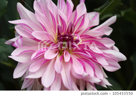 Gorgeous and gorgeous dahlia flowers are the leading role of the flower bed - eleven Gorgeous and gorgeous dahlia flowers are the leading role of the flower bed - eleven 105433550