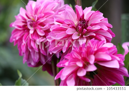 Gorgeous and gorgeous dahlia flowers are the leading role of the flower bed 105433551