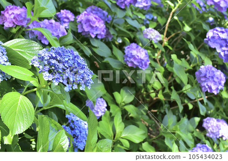 Hydrangea at Honkoji Temple in Kota Town, Aichi Prefecture Hydrangea at Honkoji Temple in Kota Town, Aichi Prefecture 105434023