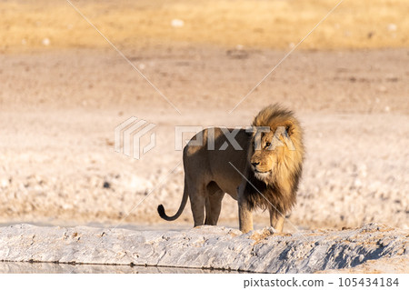Lion in Etosha Lion in Etosha 105434184