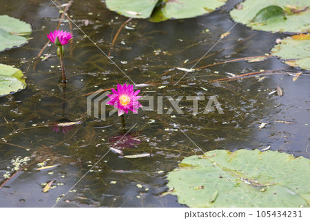 A purple-petaled water lily found in a pond. Nymphaea 'Virginia Mclane' 105434231