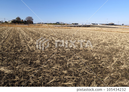 冬日稻田景觀與枯樹樁 冬日稻田景觀與枯樹樁 105434232