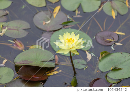 A yellow water lily in full bloom found in a pond. nymphaea mexicana, banana waterlily, yellow waterlily, mexican waterlily 105434242