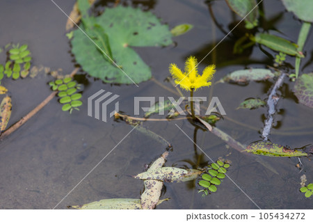 Nymphoides crenata found in a pond. wavy marshwort, yellow water snowflake 105434272