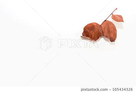 The beauty of dead leaves left by nature 105434326
