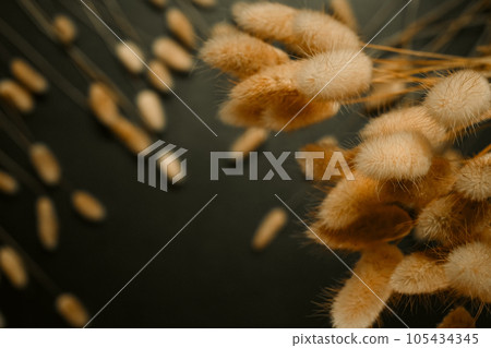 Dried fluffy bunny tails grass on black background. Flat lay, top view with copy space for text Dried fluffy bunny tails grass on black background. Flat lay, top view with copy space for text 105434345