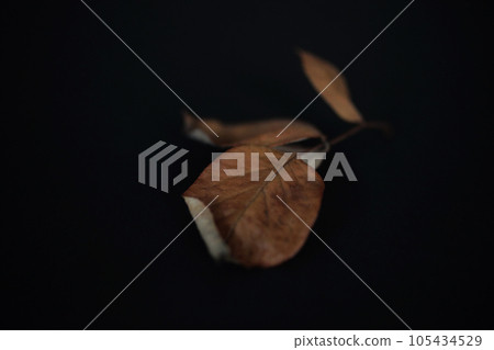 The beauty of dead leaves left by nature The beauty of dead leaves left by nature 105434529