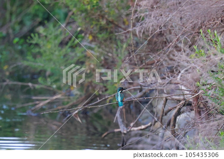A kingfisher aiming at fish 105435306