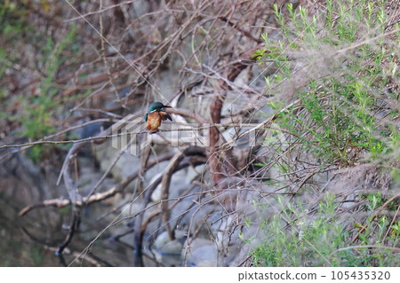 瞄準魚的翠鳥 瞄準魚的翠鳥 105435320