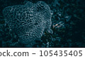 珊瑚特寫鏡頭 105435405